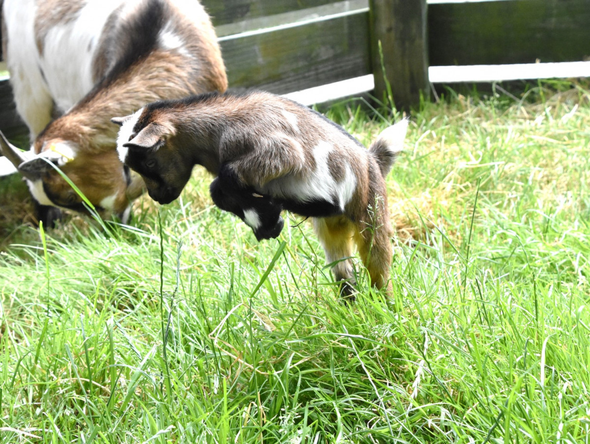 Pygmy Goat Kids